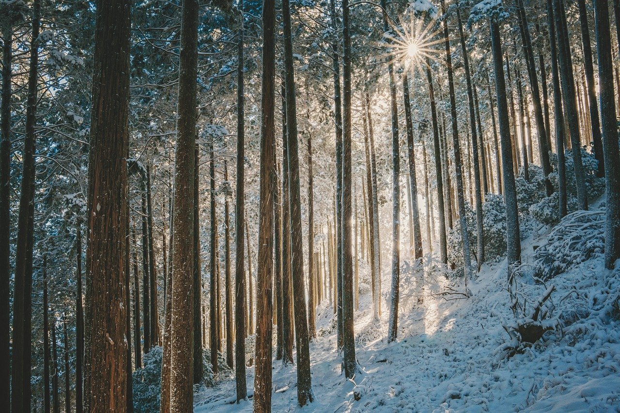 landscape, winter, forest-6887936.jpg