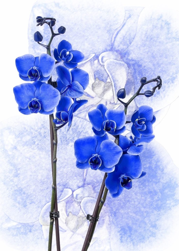 phalaenopsis, orchid, colored blue-1858682.jpg