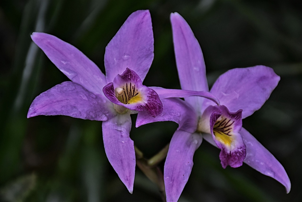 orchid, flower exotic, purple-4043129.jpg